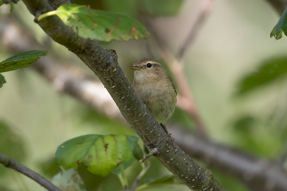 Chiffchaff, 1/640 sec, f/7.1, 500 mm, ISO 1000