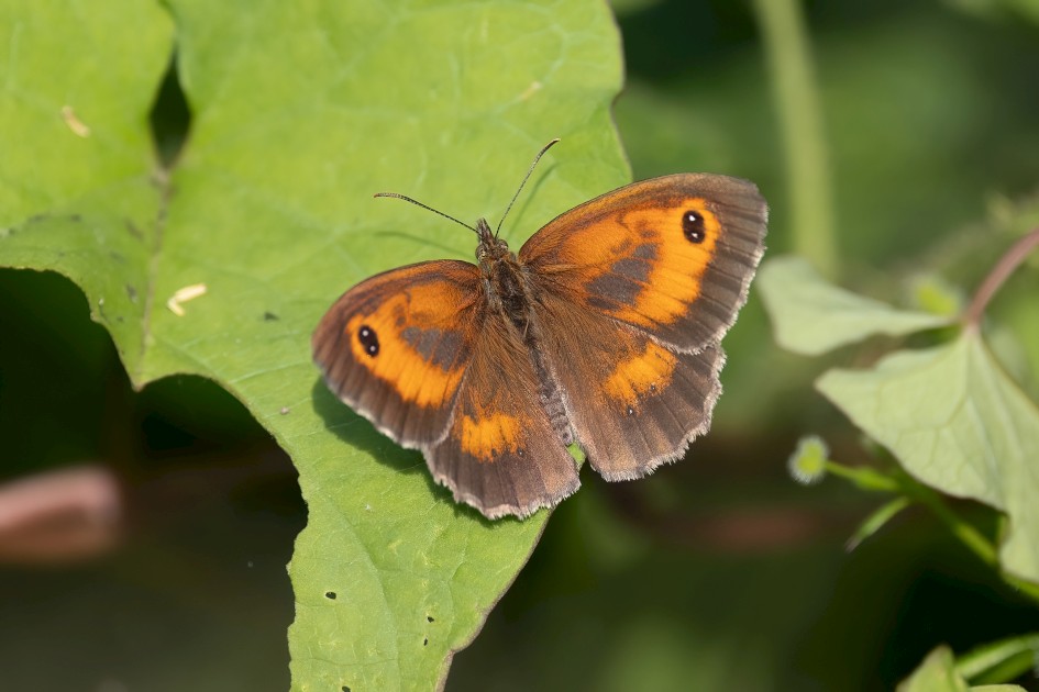 Gatekeeper, 1/640 sec, f/7.1, 500 mm, ISO 400