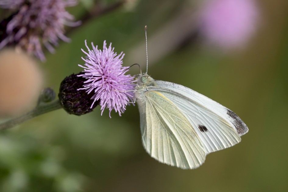 Small White, 1/640 sec, f/7.1, 500 mm, ISO 250