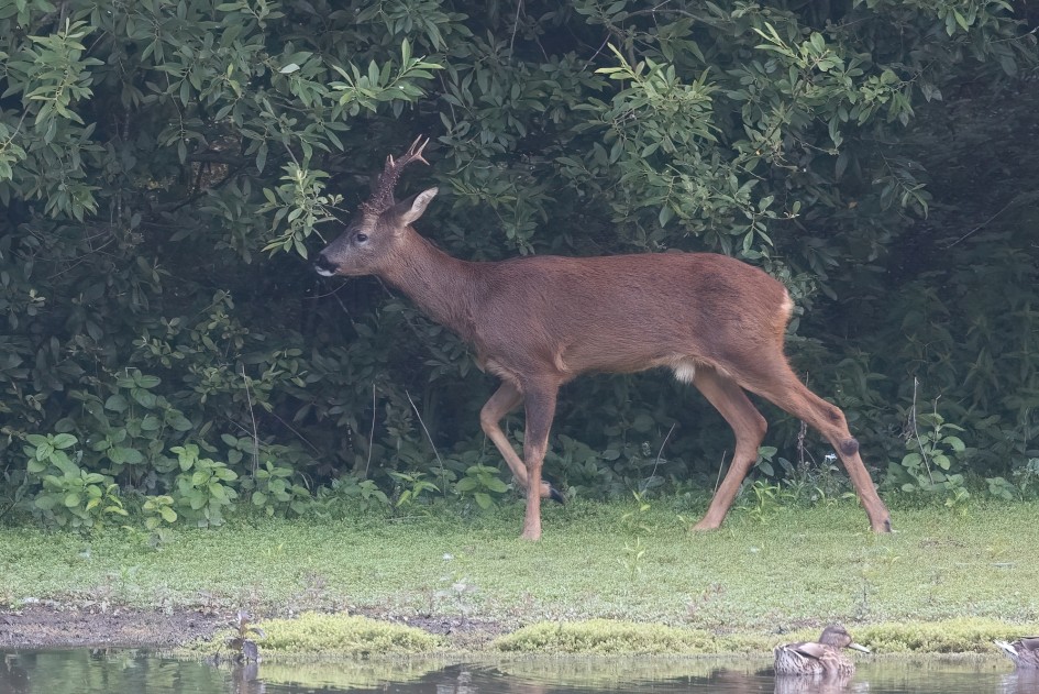 Roe Deer, 1/500 sec, f/7.1, 500 mm, ISO 2000