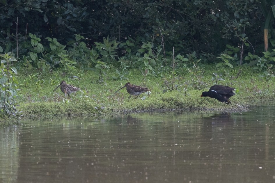 Snipe, 1/500 sec, f/7.1, 500 mm, ISO 1000