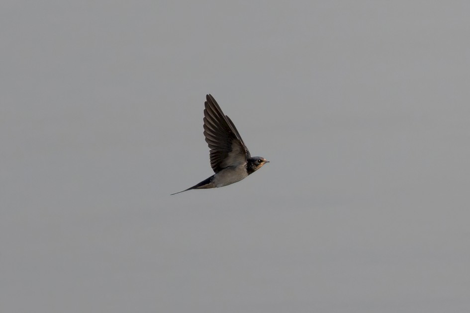 Swallow, 1/2500 sec, f/7.1, 500 mm, ISO 800