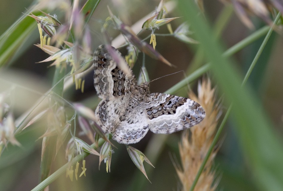 Common Carpet