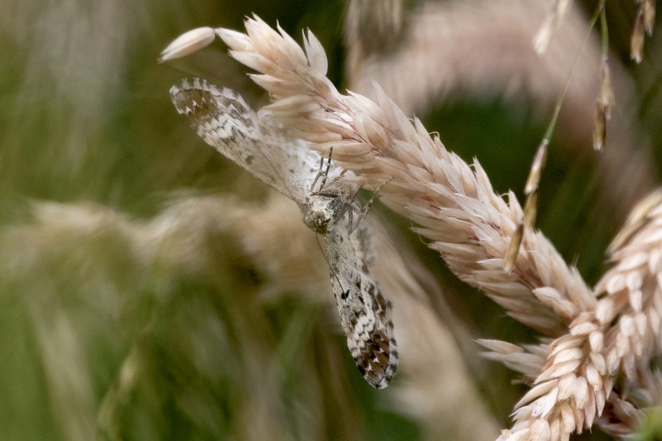 Common Carpet, 1/500 sec, f/7.1, 500 mm, ISO 500