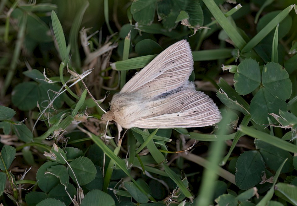 Smoky Wainscot