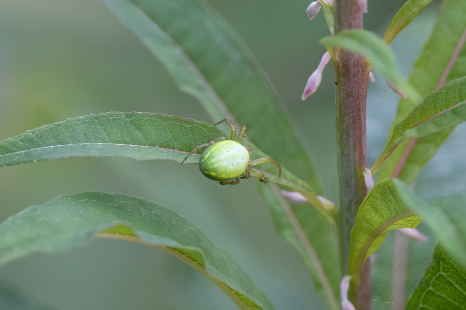 Araniella Cucurbitina, 1/640 sec, f/7.1, 500 mm, ISO 2000