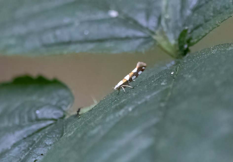 Argyresthia Bonnetella, 1/500 sec, f/7.1, 500 mm, ISO 20000