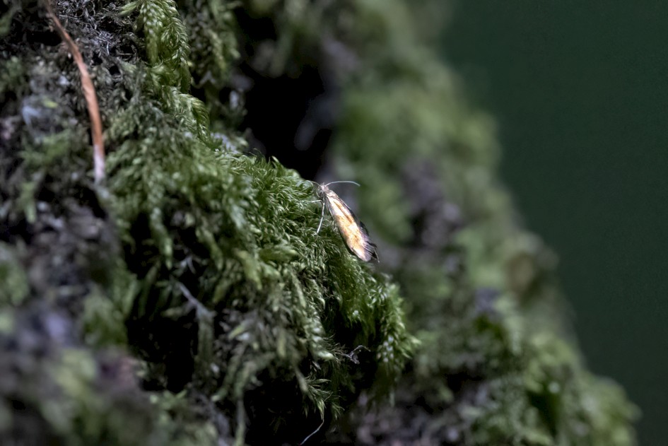 Argyresthia Goedartella, 1/640 sec, f/7.1, 500 mm, ISO 12800