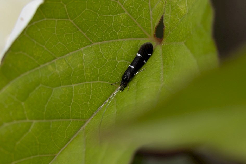 Athripsodes Bilineatus, 1/500 sec, f/7.1, 500 mm, ISO 160