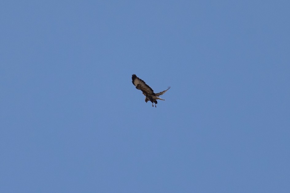 Buzzard, 1/2000 sec, f/7.1, 500 mm, ISO 500