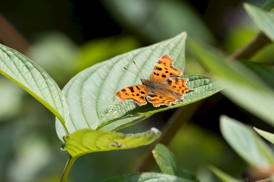 Comma, 1/640 sec, f/7.1, 500 mm, ISO 500