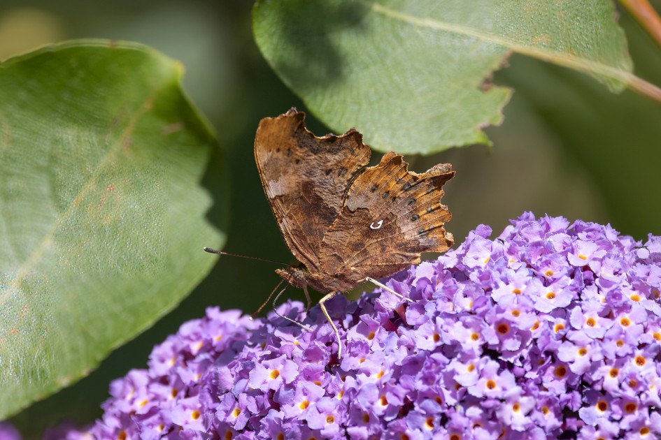 Comma , 1/640 sec, f/7.1, 500 mm, ISO 200