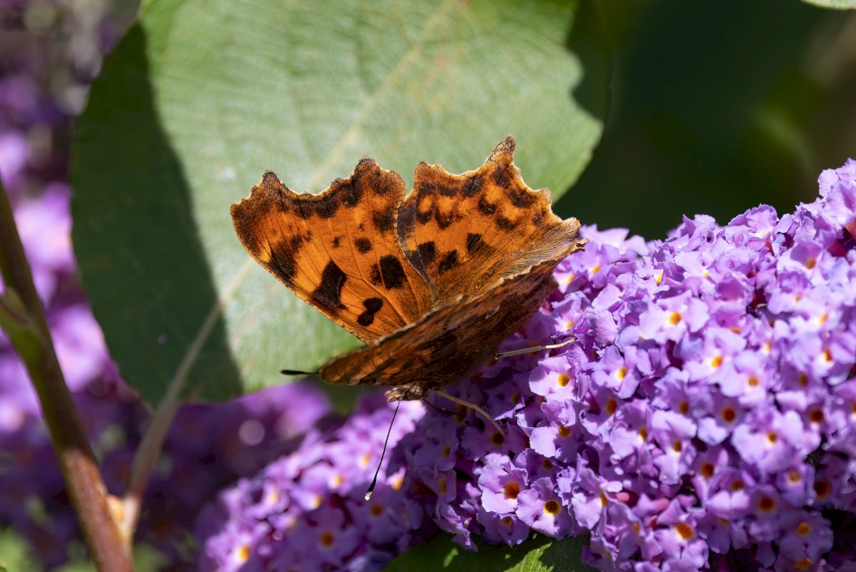 Comma , 1/640 sec, f/7.1, 500 mm, ISO 250