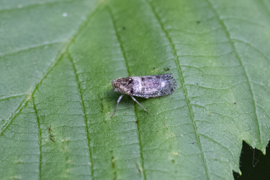 Leafhopper, 1/500 sec, f/7.1, 500 mm, ISO 5000