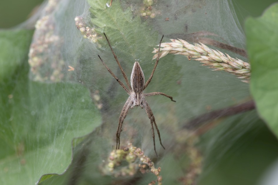 Nursery Web Spider Pisaura Mirabilis, 1/640 sec, f/7.1, 500 mm, ISO 500