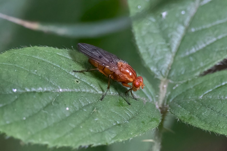 Orange Fly Sp, 1/500 sec, f/7.1, 500 mm, ISO 8000