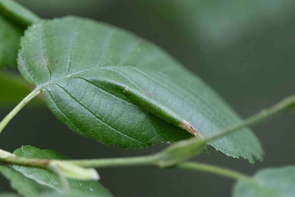 Phyllonorycter Nicellii Mine, 1/500 sec, f/7.1, 500 mm, ISO 8000