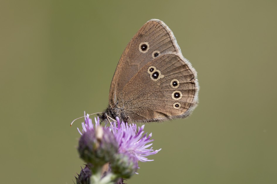 Ringlet, 1/640 sec, f/7.1, 500 mm, ISO 320