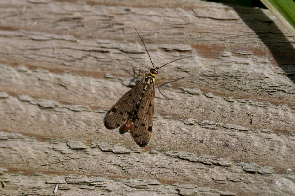 Scorpion Fly - Panorpa Germanica, 1/640 sec, f/7.1, 500 mm, ISO 250