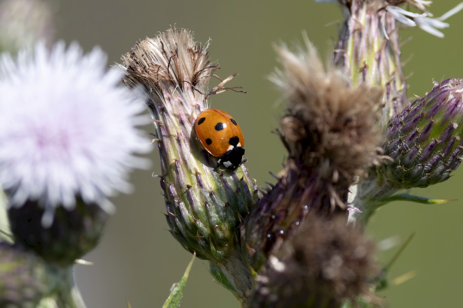 Seven-spot Ladybird, 1/640 sec, f/7.1, 500 mm, ISO 200