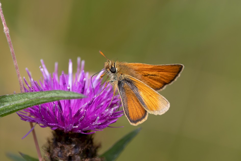 Small Skipper, 1/500 sec, f/7.1, 500 mm, ISO 400