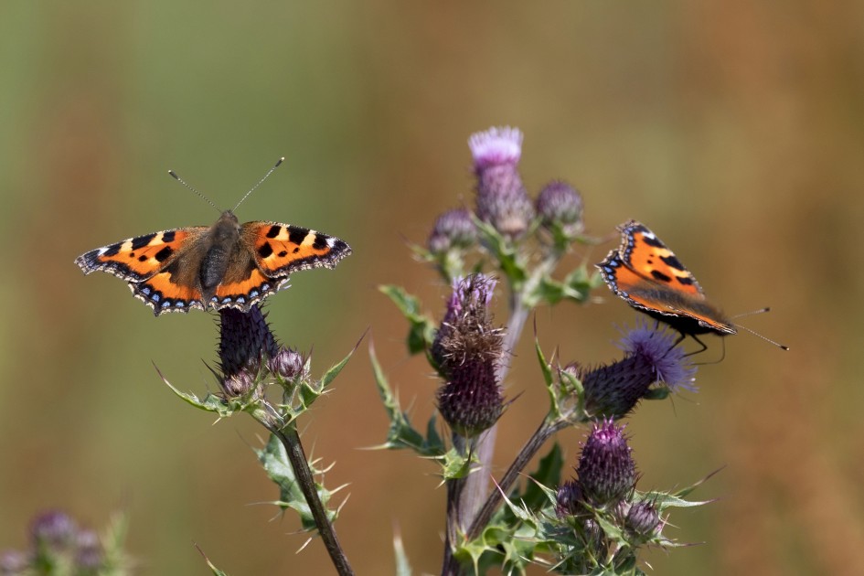 Small Tortoiseshells, 1/640 sec, f/7.1, 500 mm, ISO 250