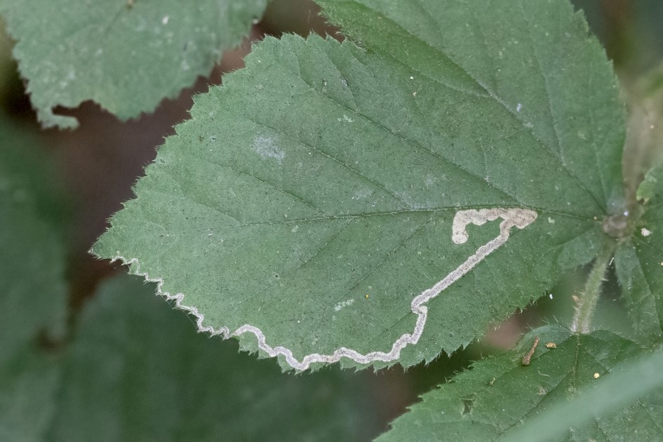 Stigmella Aurella Mine, 1/500 sec, f/7.1, 167 mm, ISO 20000