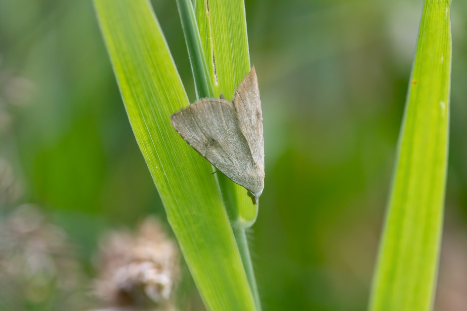 Straw Dot, 1/640 sec, f/7.1, 500 mm, ISO 1000