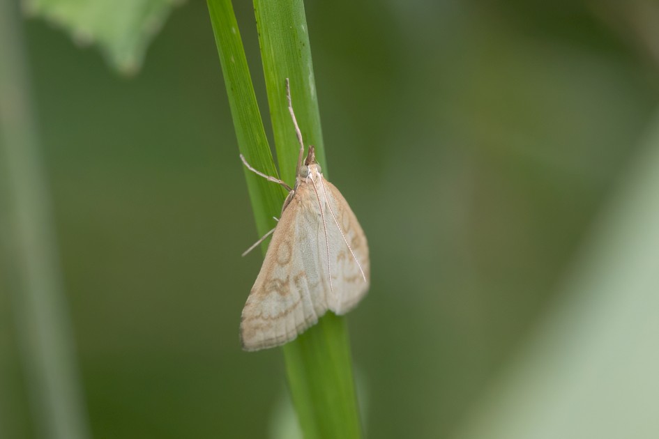 Udea Lutealis, 1/640 sec, f/7.1, 500 mm, ISO 800