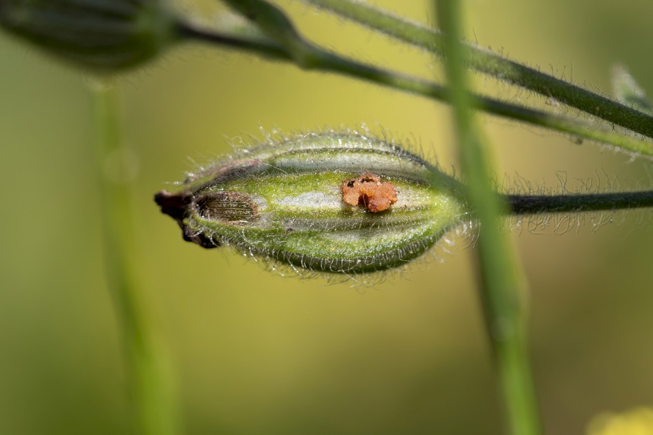 White Campion Larval Signs, 1/640 sec, f/7.1, 500 mm, ISO 200