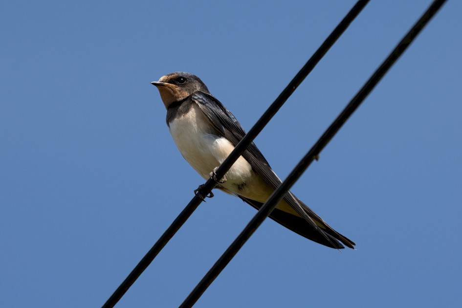 Young Swallow, 1/640 sec, f/7.1, 500 mm, ISO 160