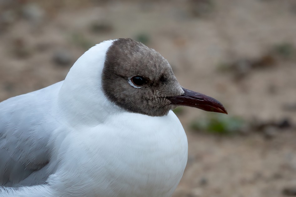 Black-headed Gull, 1/500 sec, f/7.1, 500 mm, ISO 640
