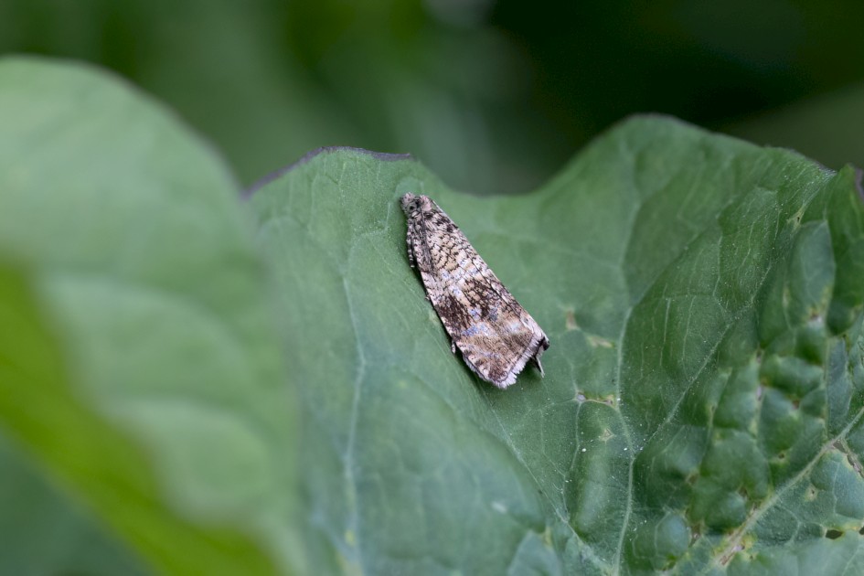 Celypha Lacunana, 1/640 sec, f/7.1, 500 mm, ISO 3200