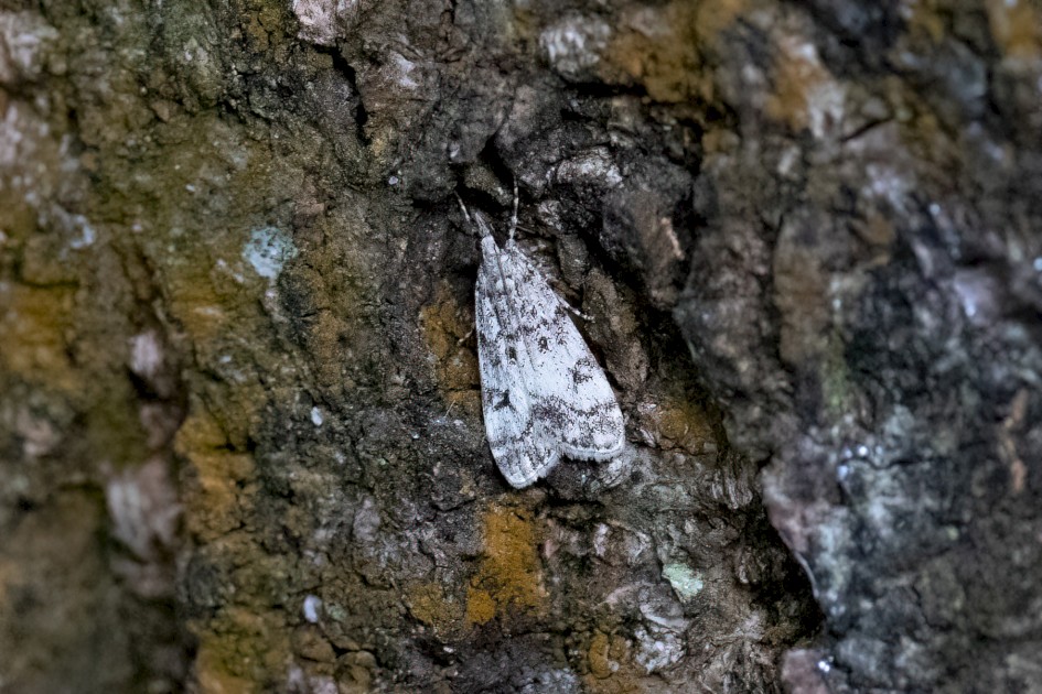 Eudonia Lacustrata, 1/320 sec, f/7.1, 500 mm, ISO 25600