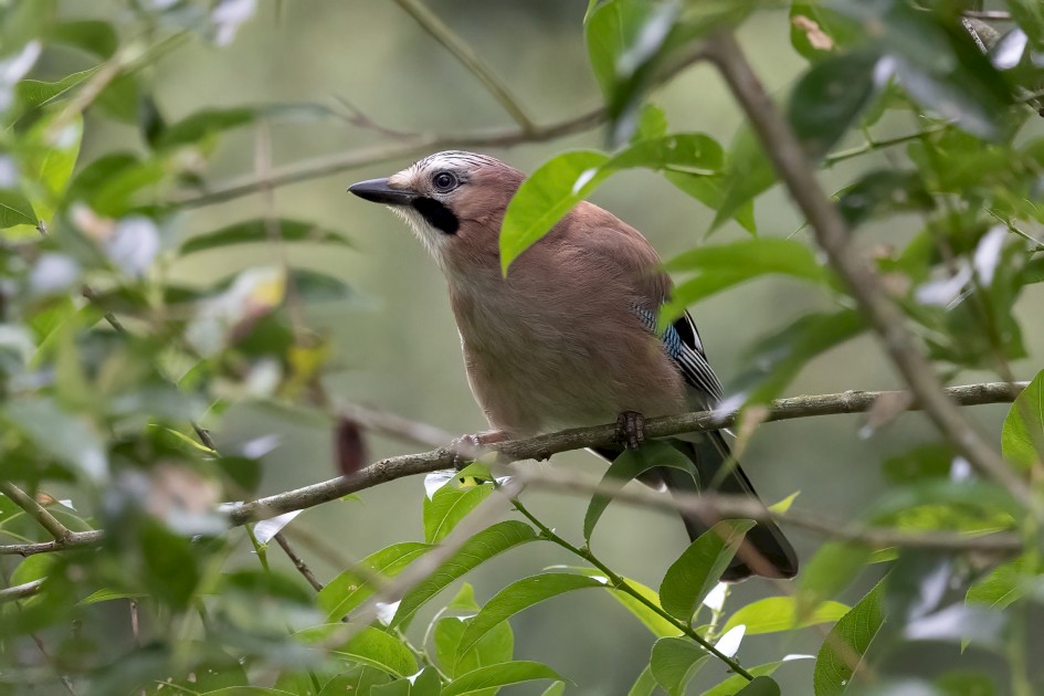 Jay, 1/640 sec, f/7.1, 500 mm, ISO 6400
