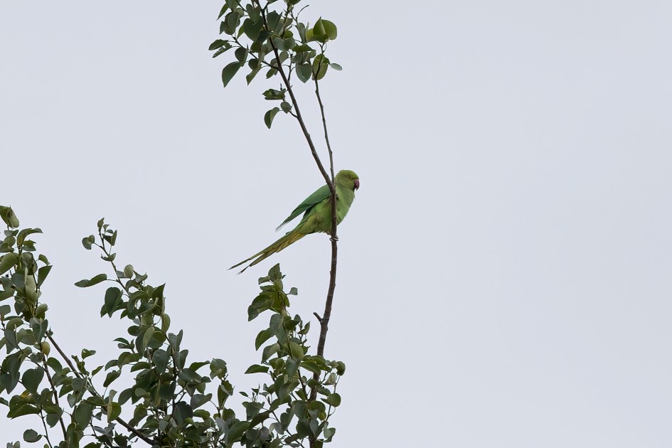 Ring-necked Parakeet , 1/640 sec, f/7.1, 500 mm, ISO 400