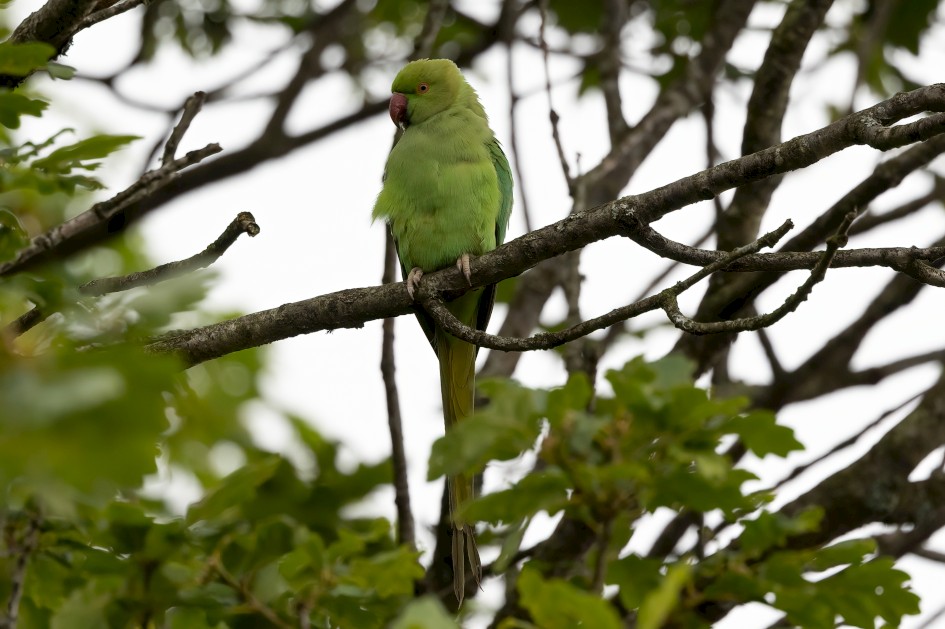 Ring-necked Parakeet , 1/640 sec, f/7.1, 500 mm, ISO 1000
