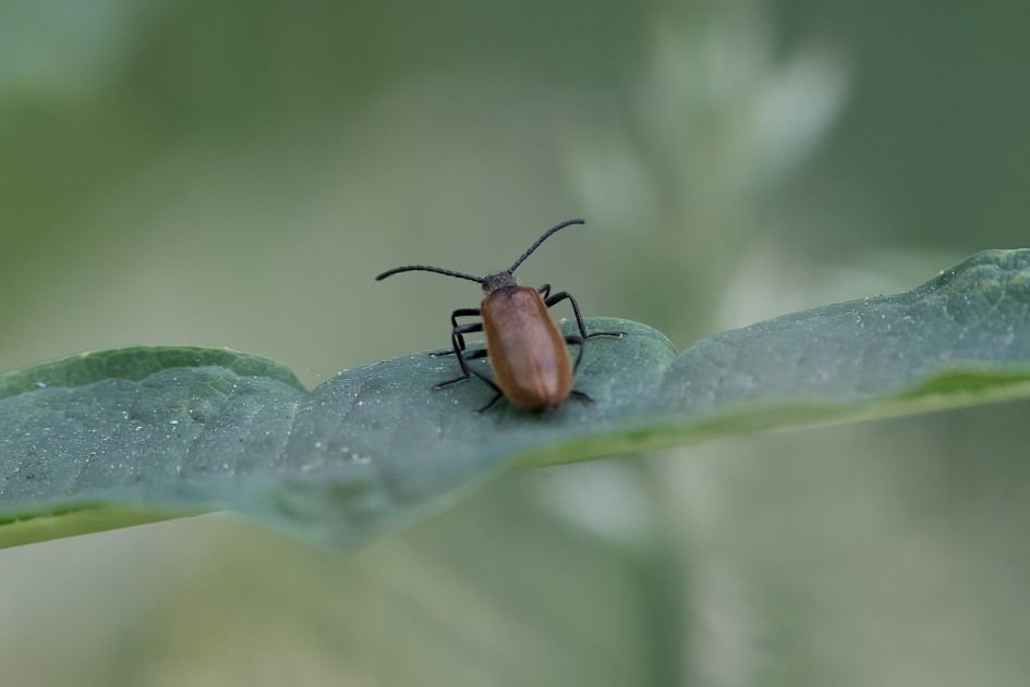 Beetle Sp, 1/640 sec, f/7.1, 500 mm, ISO 1250