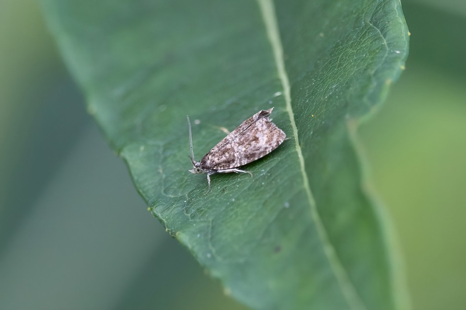 Celypha Lacunana, 1/500 sec, f/7.1, 500 mm, ISO 1600