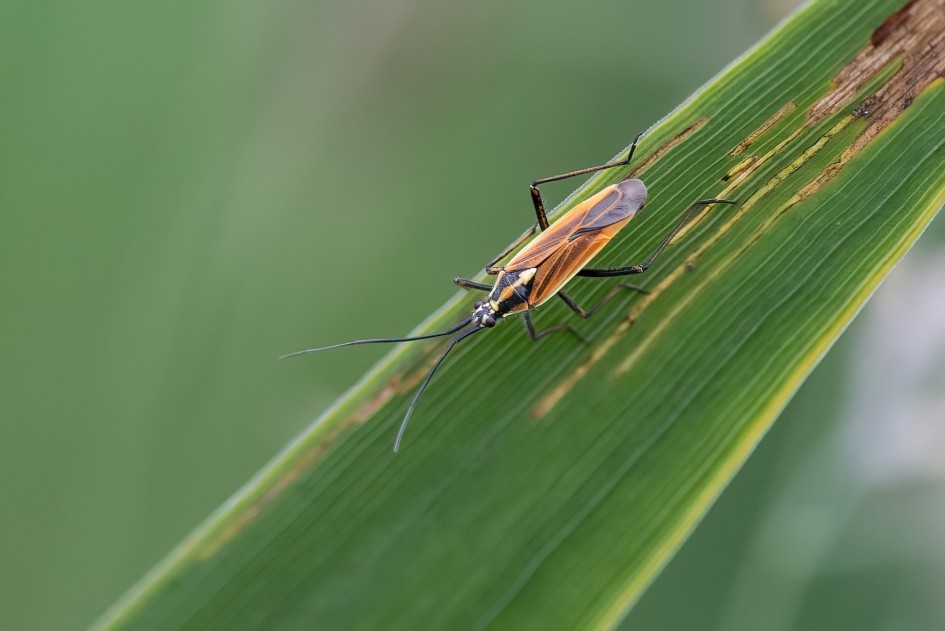 Lepopterna Dolabrata, 1/500 sec, f/7.1, 500 mm, ISO 1250