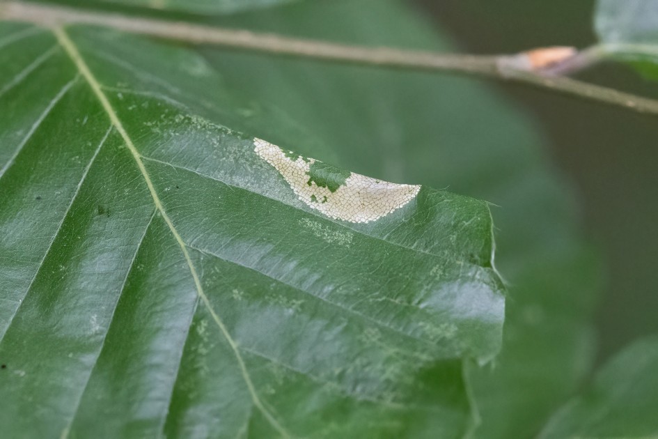 Phyllonorycter Maestingella Mine, 1/640 sec, f/7.1, 500 mm, ISO 12800