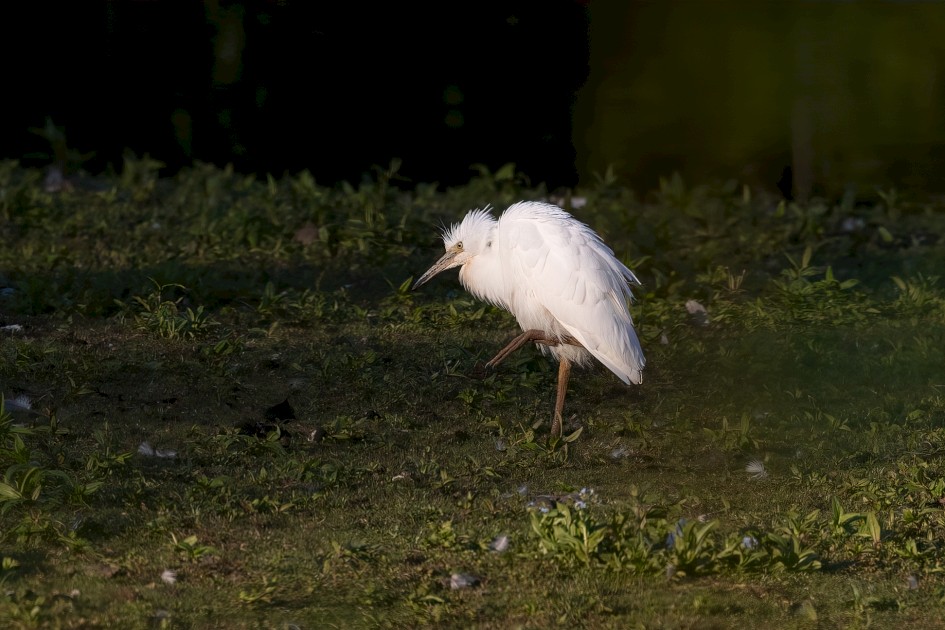 Little Egret, 1/500 sec, f/7.1, 500 mm, ISO 160