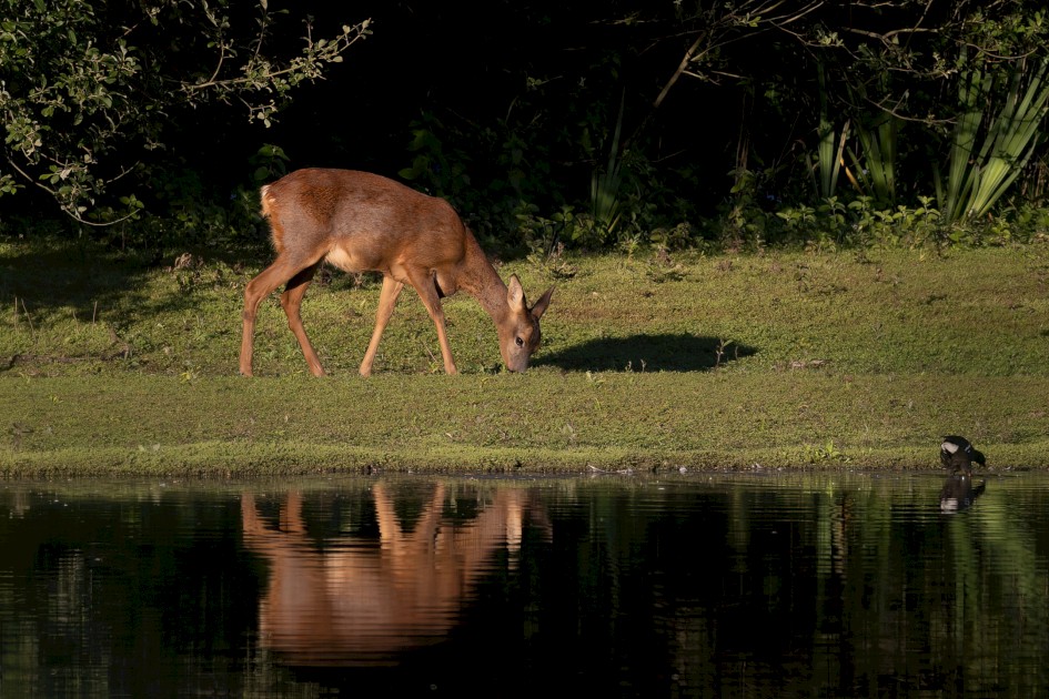 Roe Deer, 1/500 sec, f/7.1, 500 mm, ISO 250