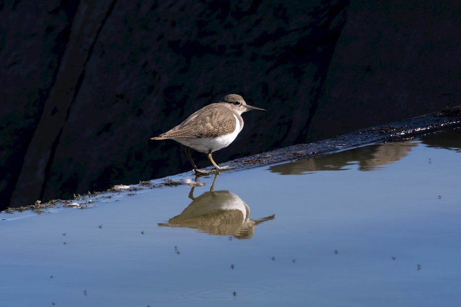 Common Sandpiper, 1/640 sec, f/7.1, 500 mm, ISO 250