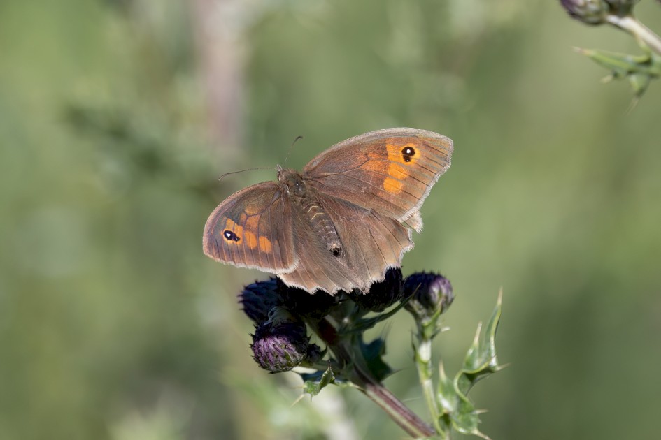 Meadow Brown, 1/500 sec, f/7.1, 500 mm, ISO 160