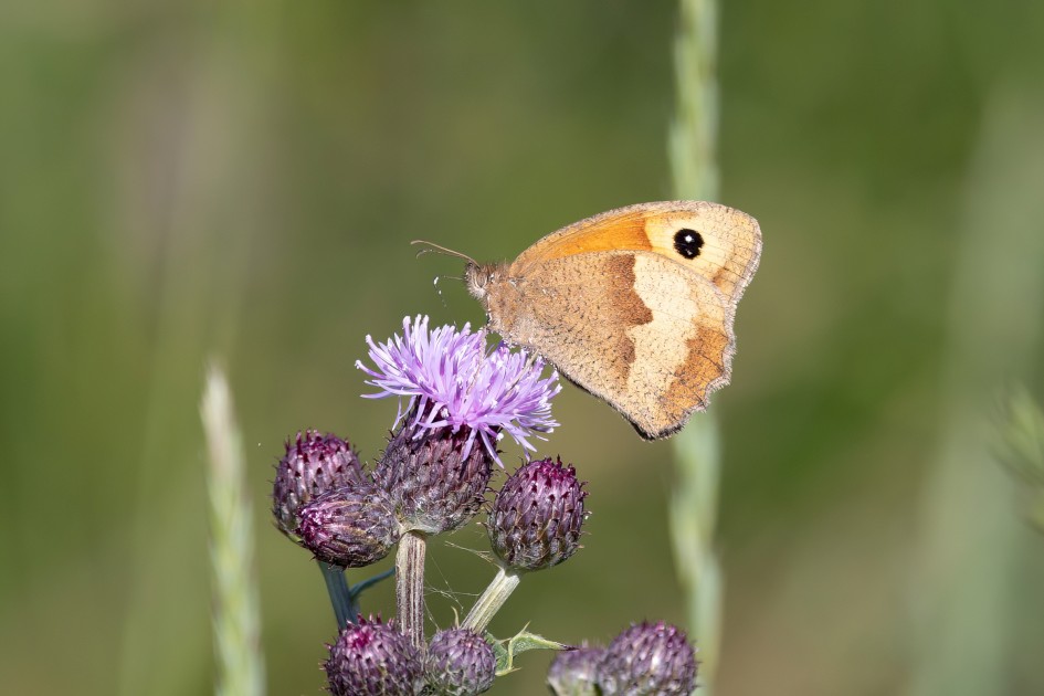 Meadow Brown , 1/640 sec, f/7.1, 500 mm, ISO 200