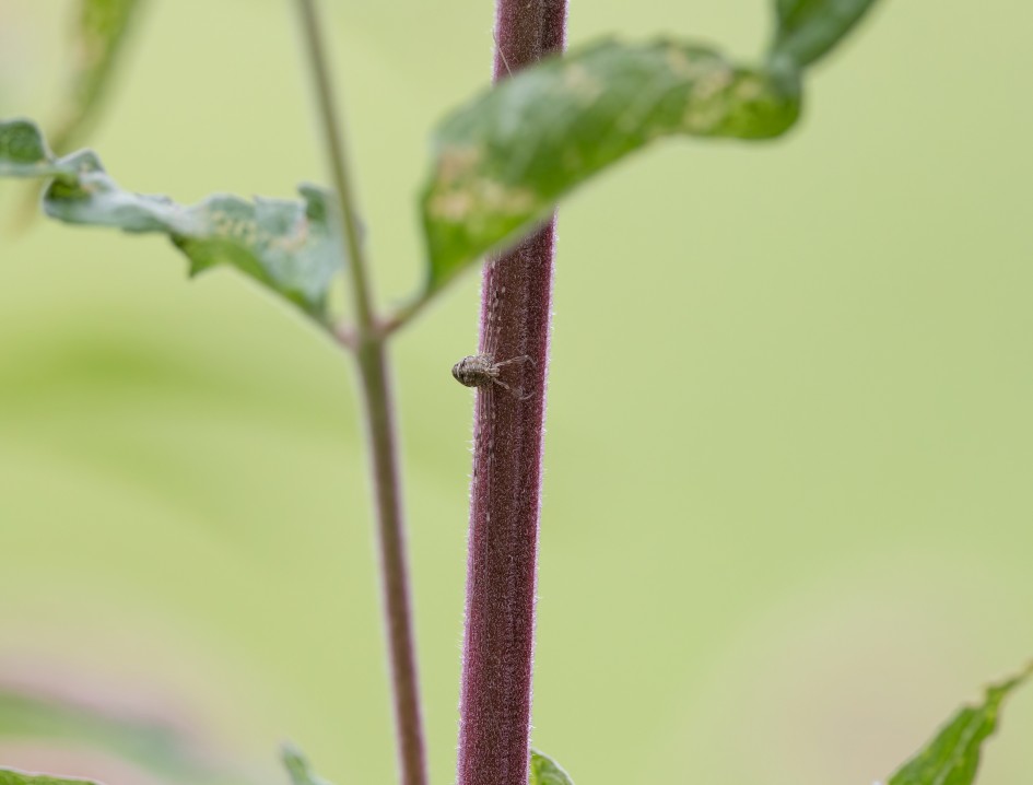 Dicranopalpus Ramosus Agg, 1/640 sec, f/7.1, 500 mm, ISO 1600