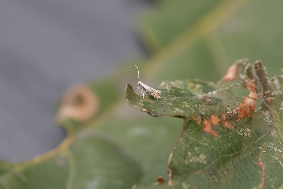 Phyllonorycter Harrisella, 1/640 sec, f/7.1, 500 mm, ISO 2500