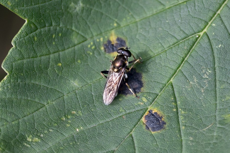 Soldier Fly Sp, 1/500 sec, f/7.1, 500 mm, ISO 800