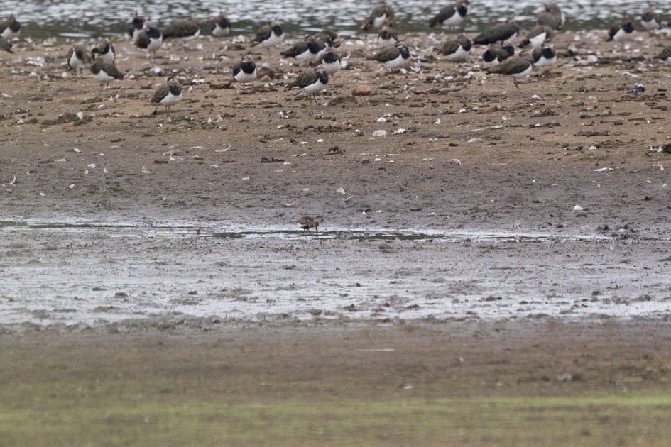 Dunlin record shot, 1/500 sec, f/7.1, 500 mm, ISO 640